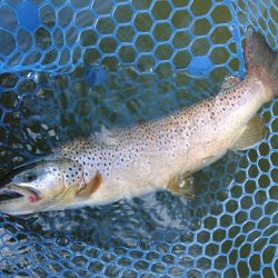 備えあれば患いなし ～岡崎トラウトポンド～